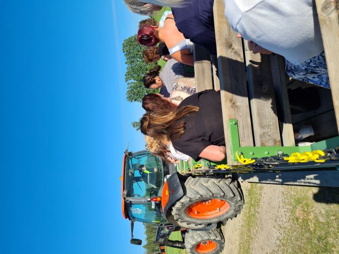 Personer åker skrinda bakom traktor.